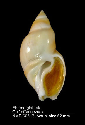 Eburna glabrata.jpg - Eburna glabrata(Linnaeus,1758)